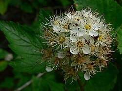 Physocarpus capitatus