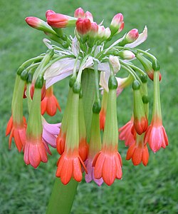 Scadoxus cyrtanthiflorus