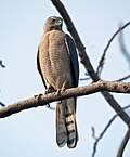 slika 3. Accipiter badius