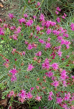 Vernonia lettermanii