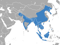 Rasporostranjenost leopard mačke