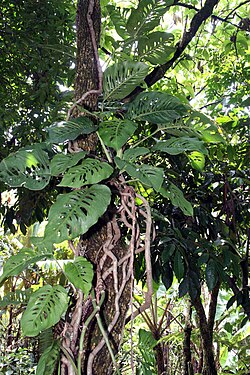 Monstera adansonii