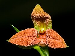 S. endotrachys (sin. Pleurothallis endotrachys)