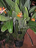 Strelitzia reginae