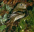Empidonax flaviventris
